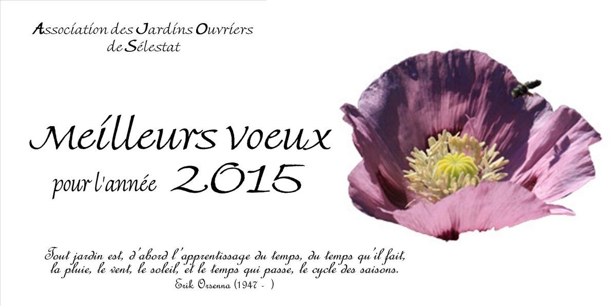 Vignette Carte voeux 2015