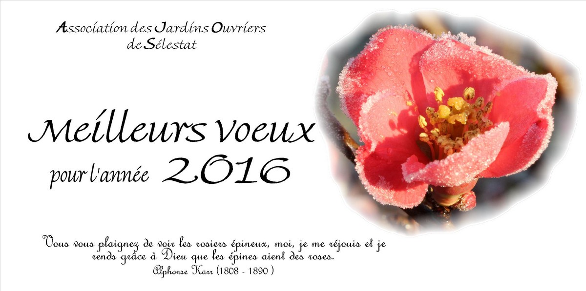Vignette Carte voeux 2016