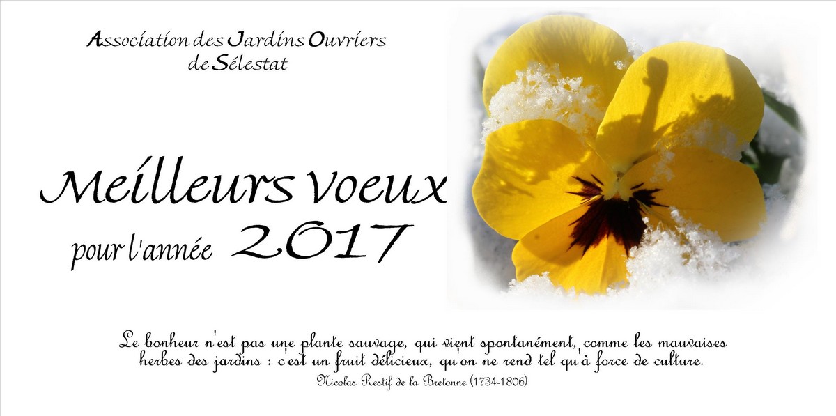 Vignette Carte voeux 2017