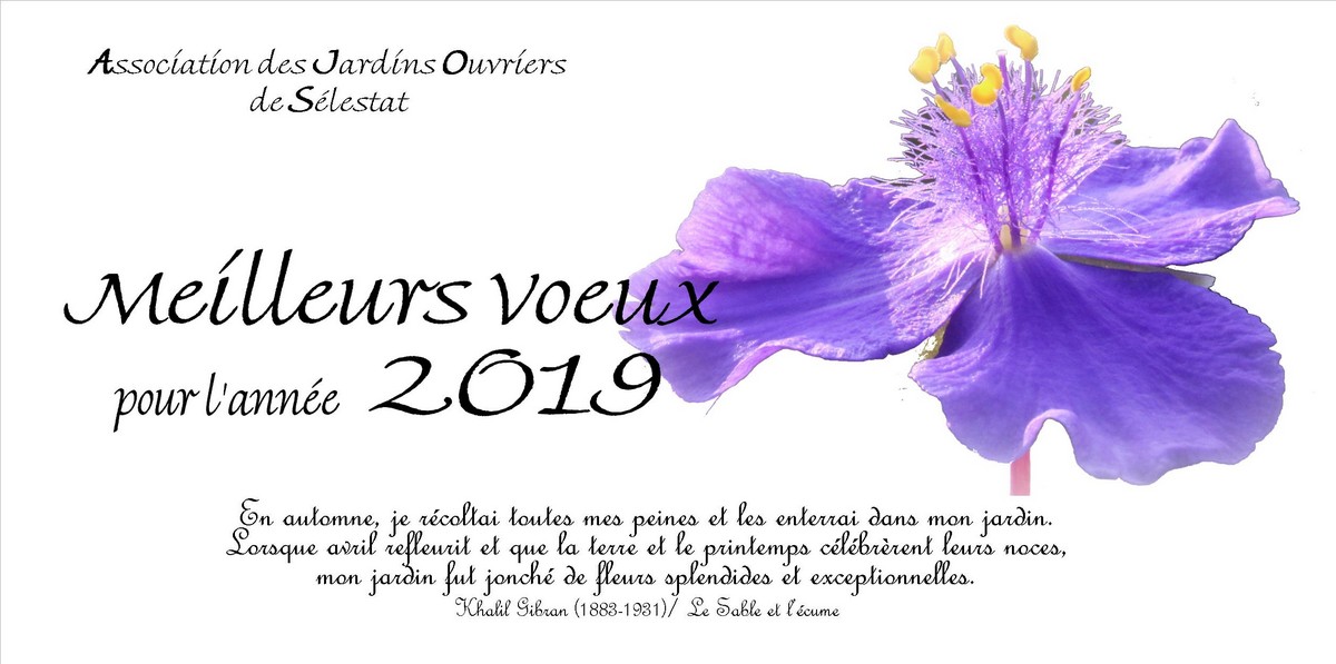 Vignette Carte voeux 2019