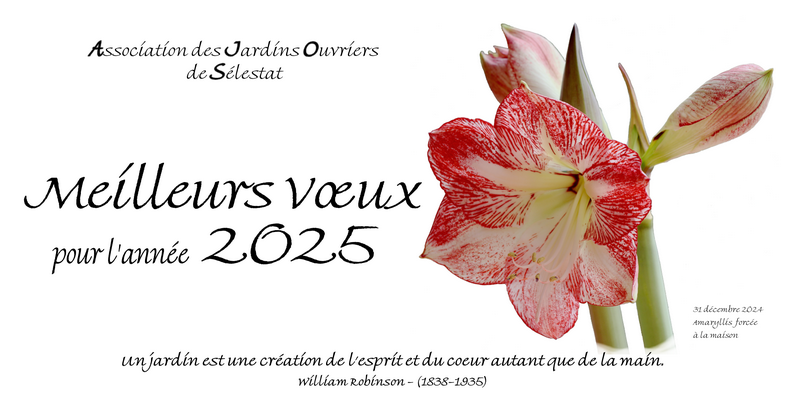 Vignette Carte voeux 2025